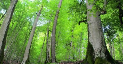 جشن ثبت جهانی جنگل‌های هیرکانی برگزار می‌شود